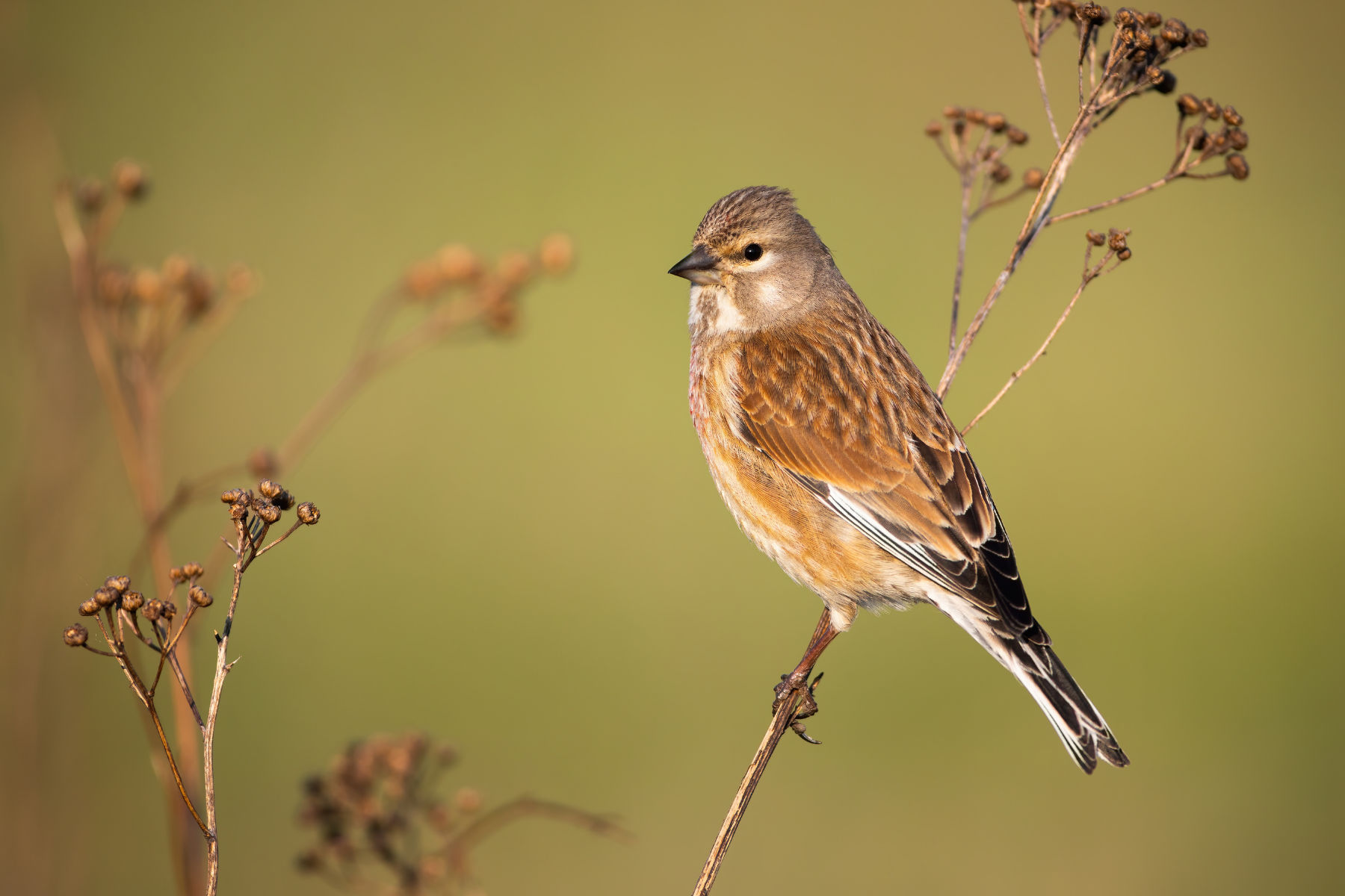 7 Tips For Bird Photography