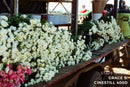 CineStill 400Dynamic C-41 Color Negative Film (35mm Roll Film, 36 Exposures)
