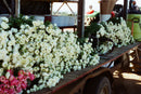 CineStill 400Dynamic C-41 Color Negative Film (35mm Roll Film, 36 Exposures)