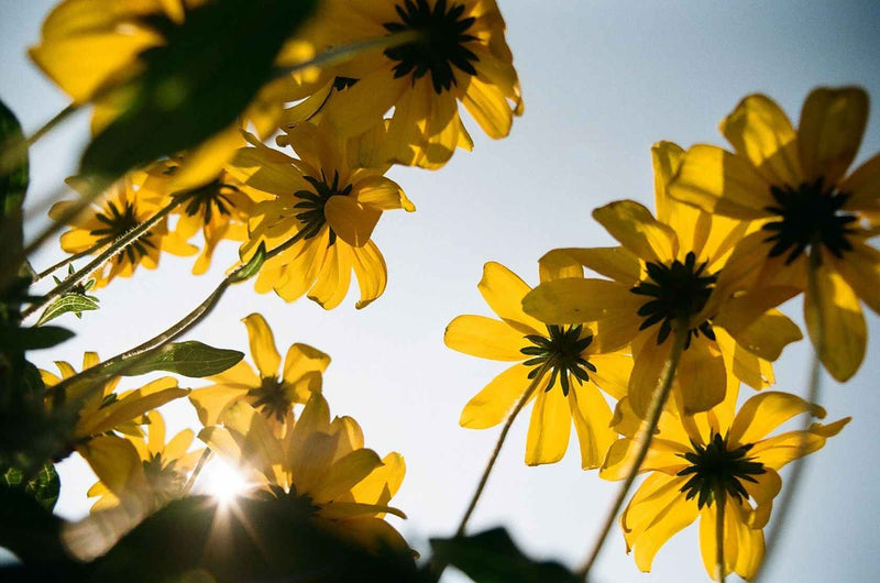 Kodak Kodacolor 100 Color Negative Film 35mm 36EXP - Single Roll (Boxed)